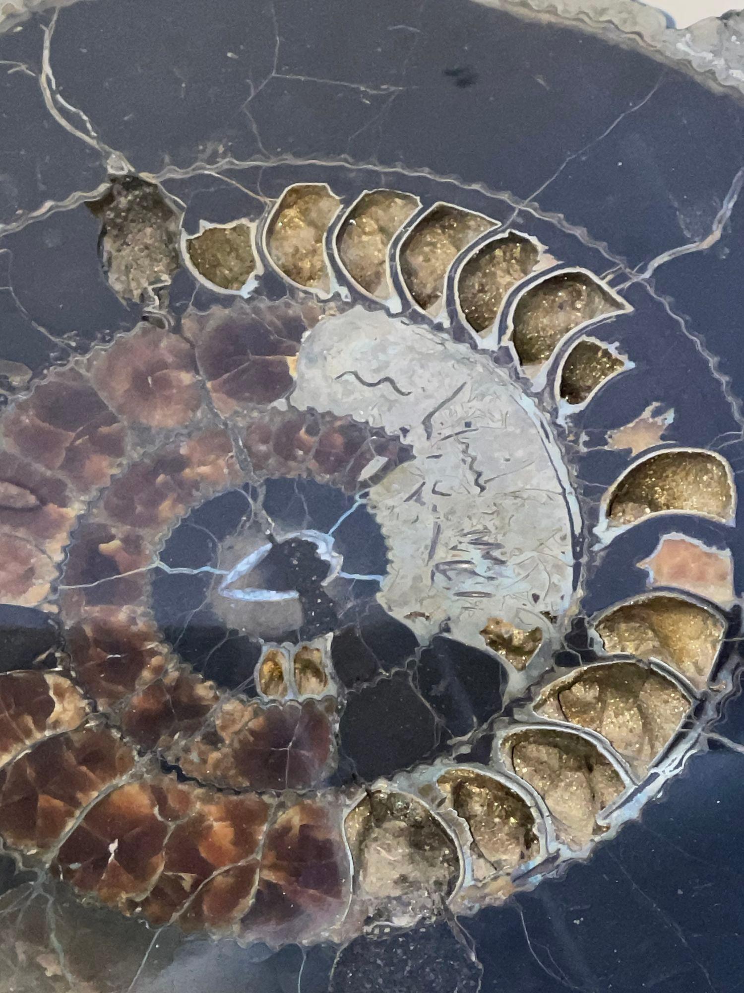 Inconnu Paire de tables d'appoint russes Ammonite du 20ème siècle en vente
