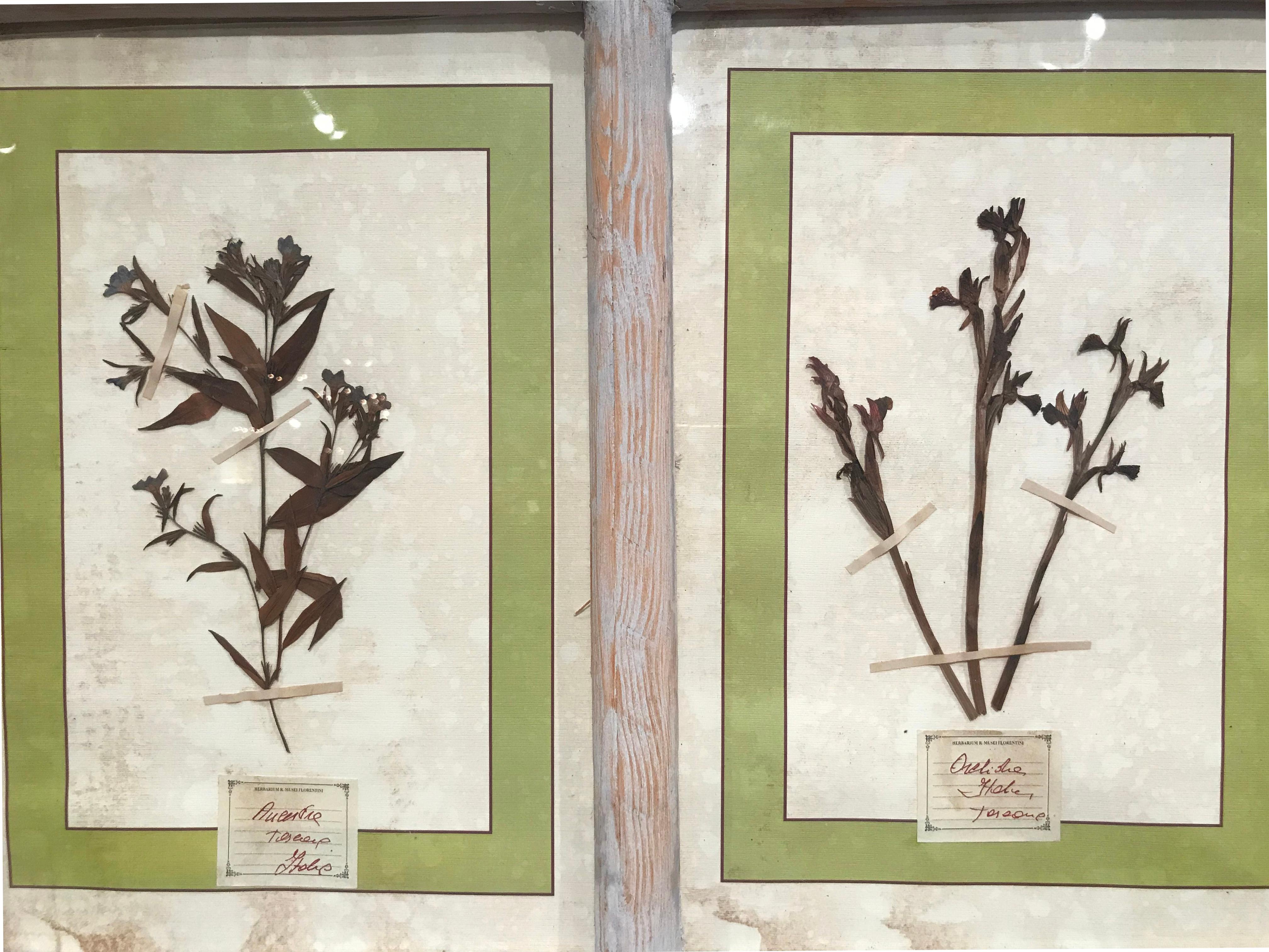 Pair of 21st Century Italian Dried Botanical Flowers in Painted Frames 1