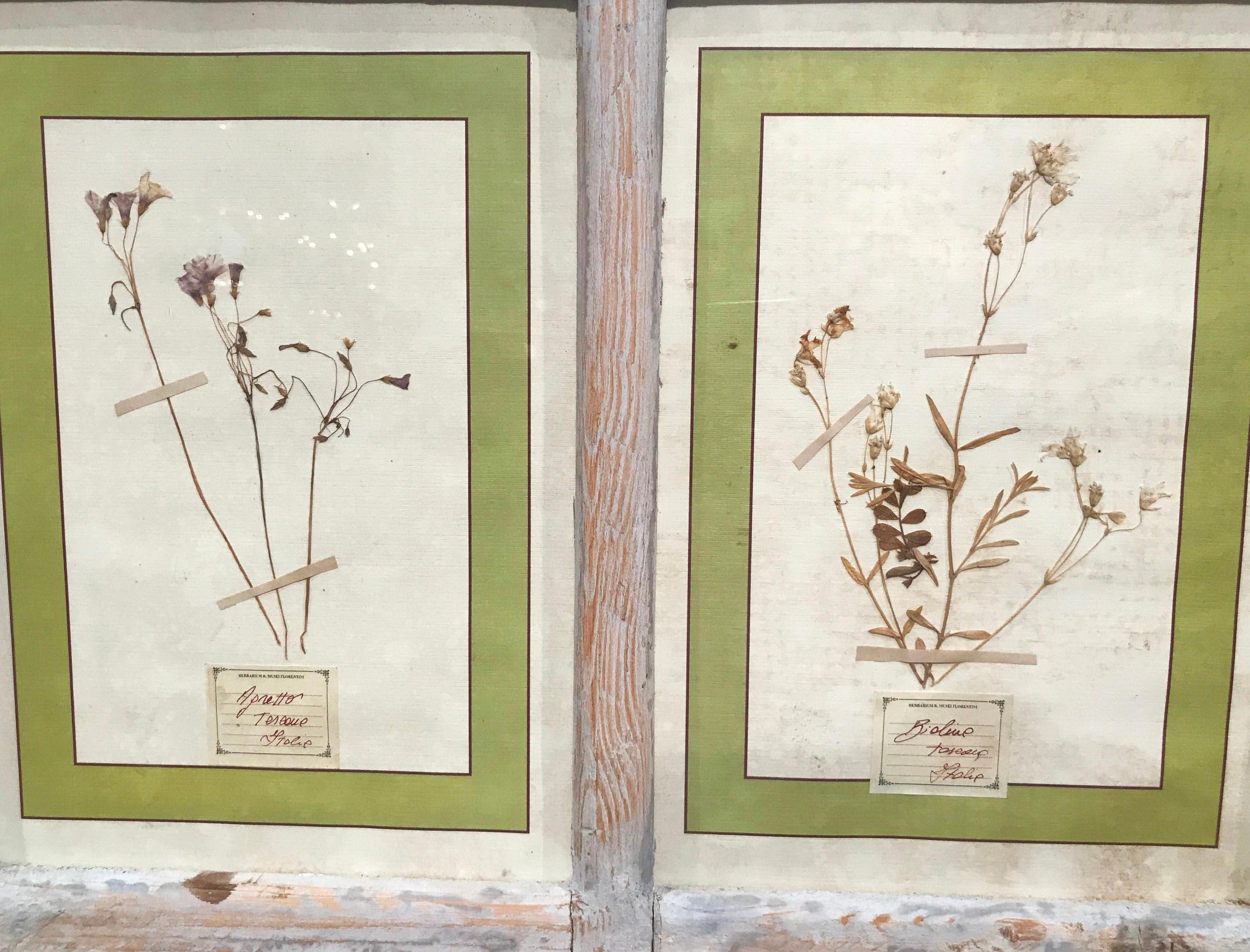 Pair of 21st Century Italian Dried Botanical Flowers in Painted Frames 2