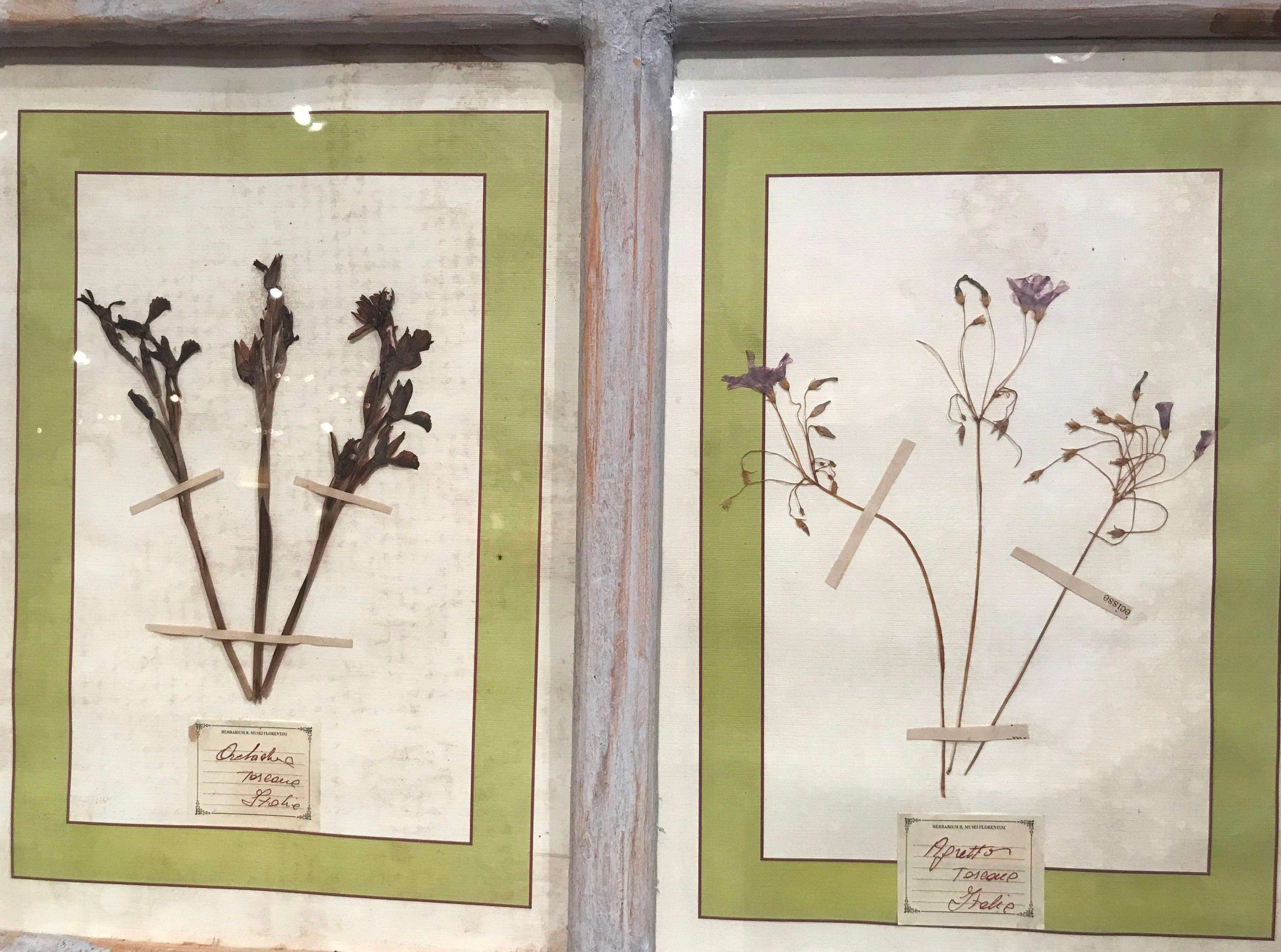 Pair of 21st Century Italian Dried Botanical Flowers in Painted Frames 3