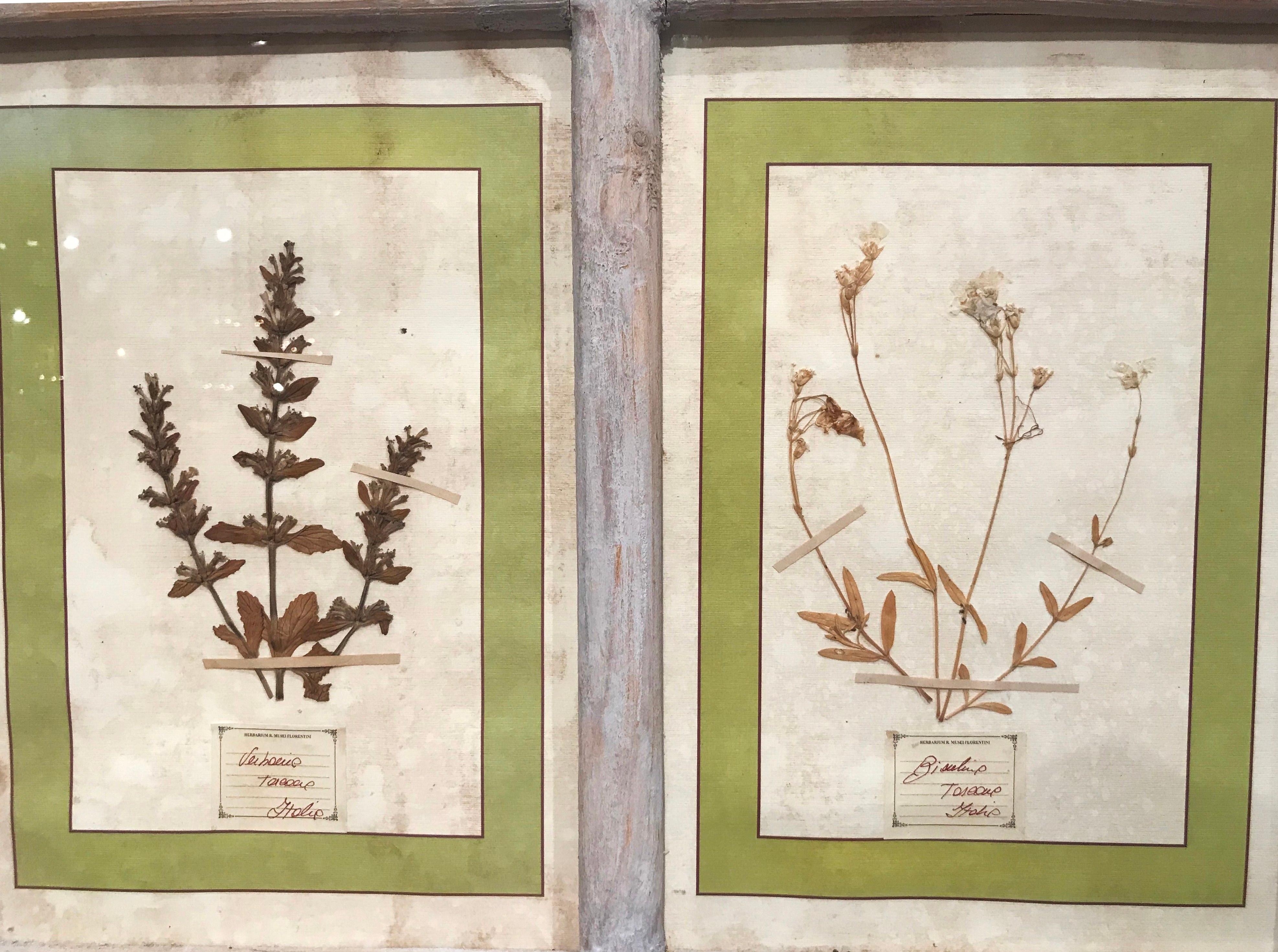 Pair of 21st Century Italian Dried Botanical Flowers in Painted Frames 4
