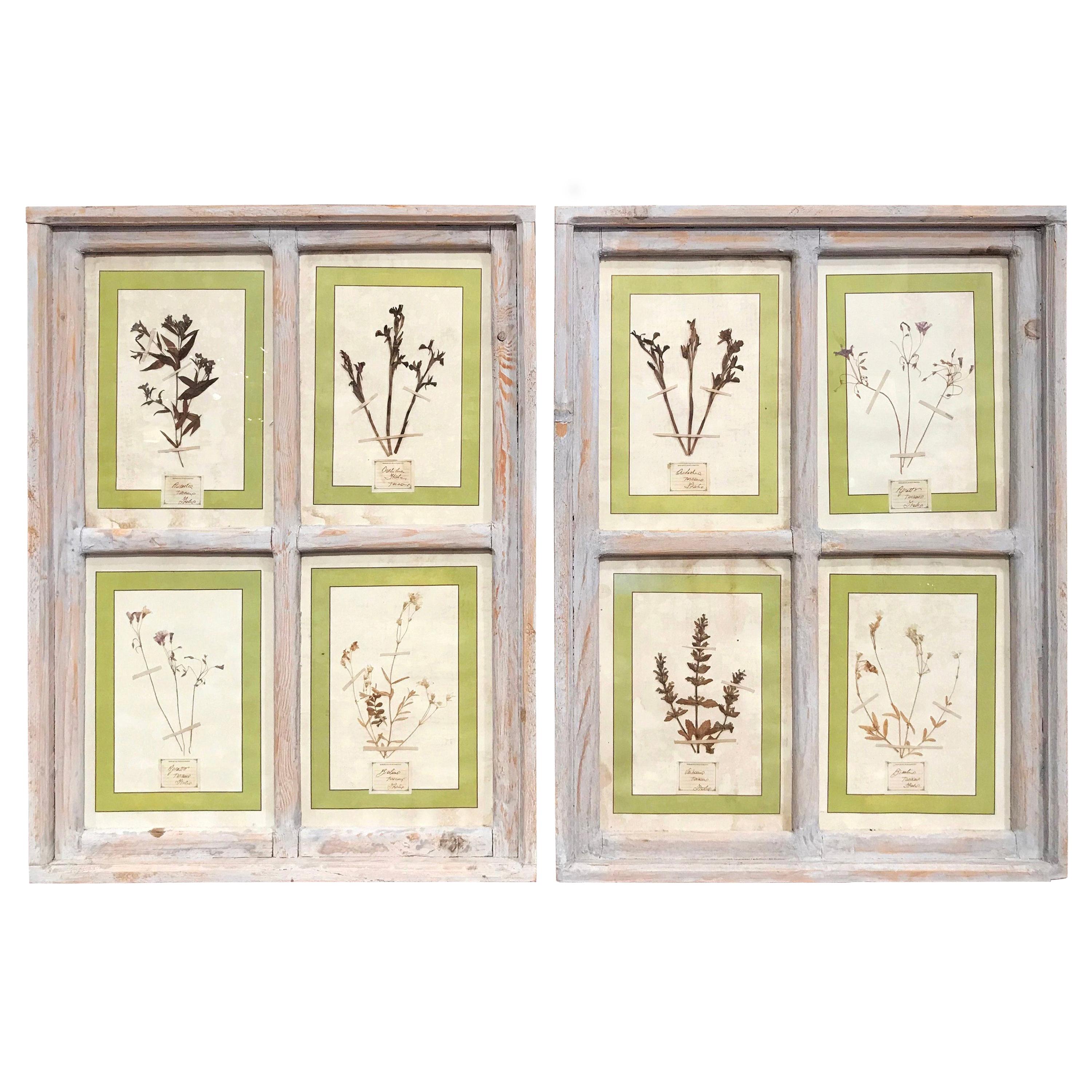 Pair of 21st Century Italian Dried Botanical Flowers in Painted Frames