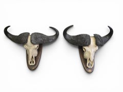 Pair of African Buffalo Trophies, Mozambique, 1966