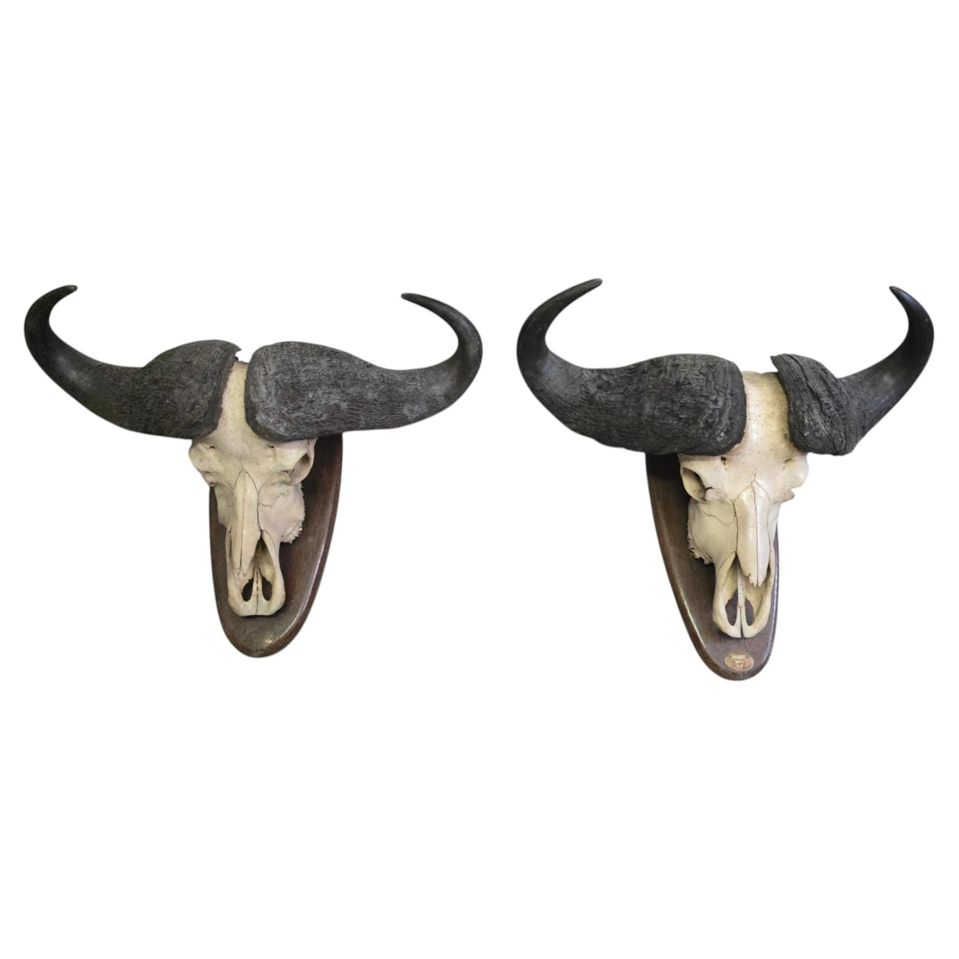 Paire de trophées de buffles d'Afrique, Mozambique, 1966 en vente