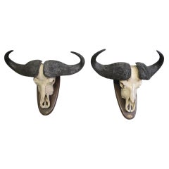 Pair of African Buffalo Trophies, Mozambique, 1966