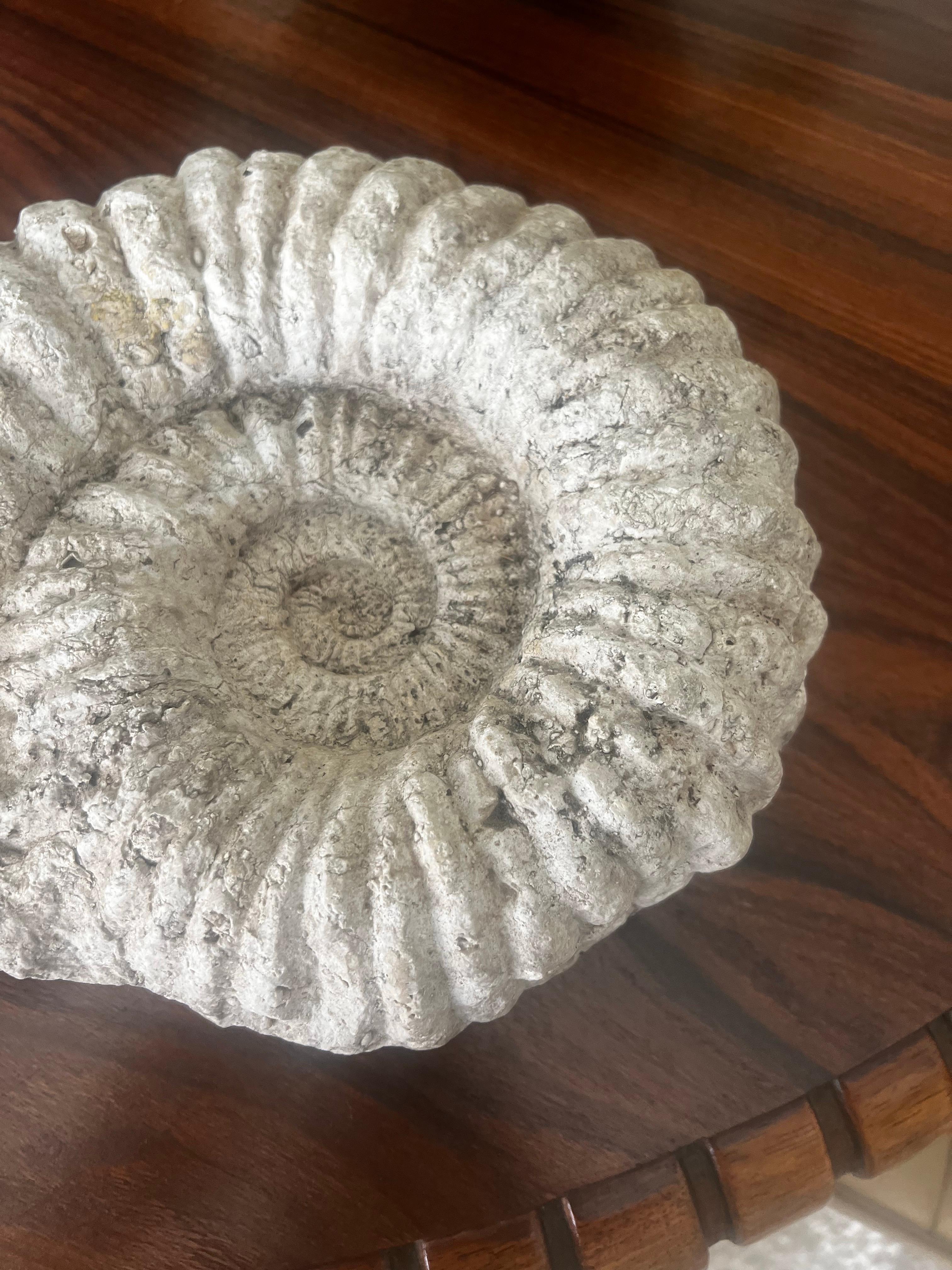 Paire de pierres d'ammonite fossiles.   Ceux-ci se trouvent généralement dans l'océan et présentent un mélange de coquillages calcaires, etc. résultant d'années de fossilisation. 
L'un est plus grand que l'autre.  Le plus grand mesure environ 11