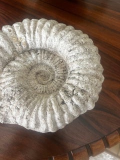 Pair of Ammonite Fossils