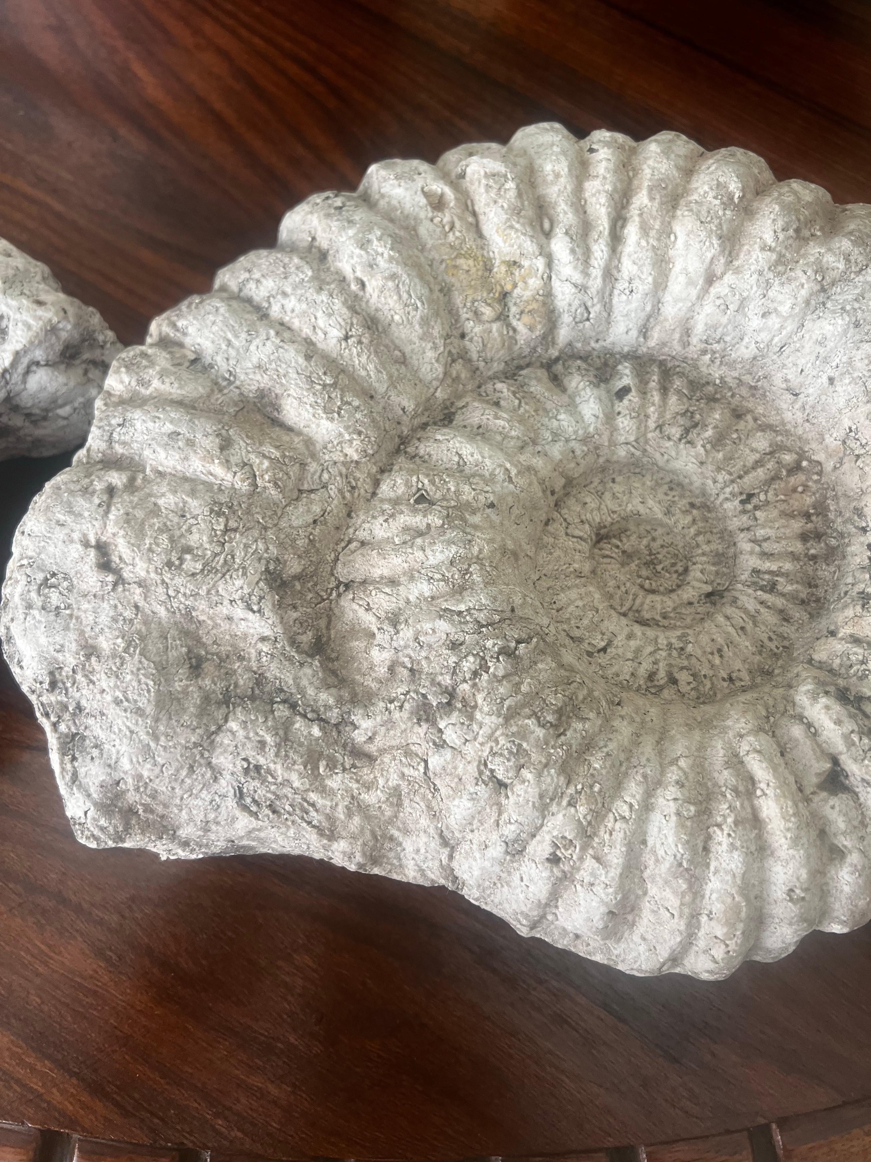 Préhistorique Paire de fossiles d'ammonites en vente