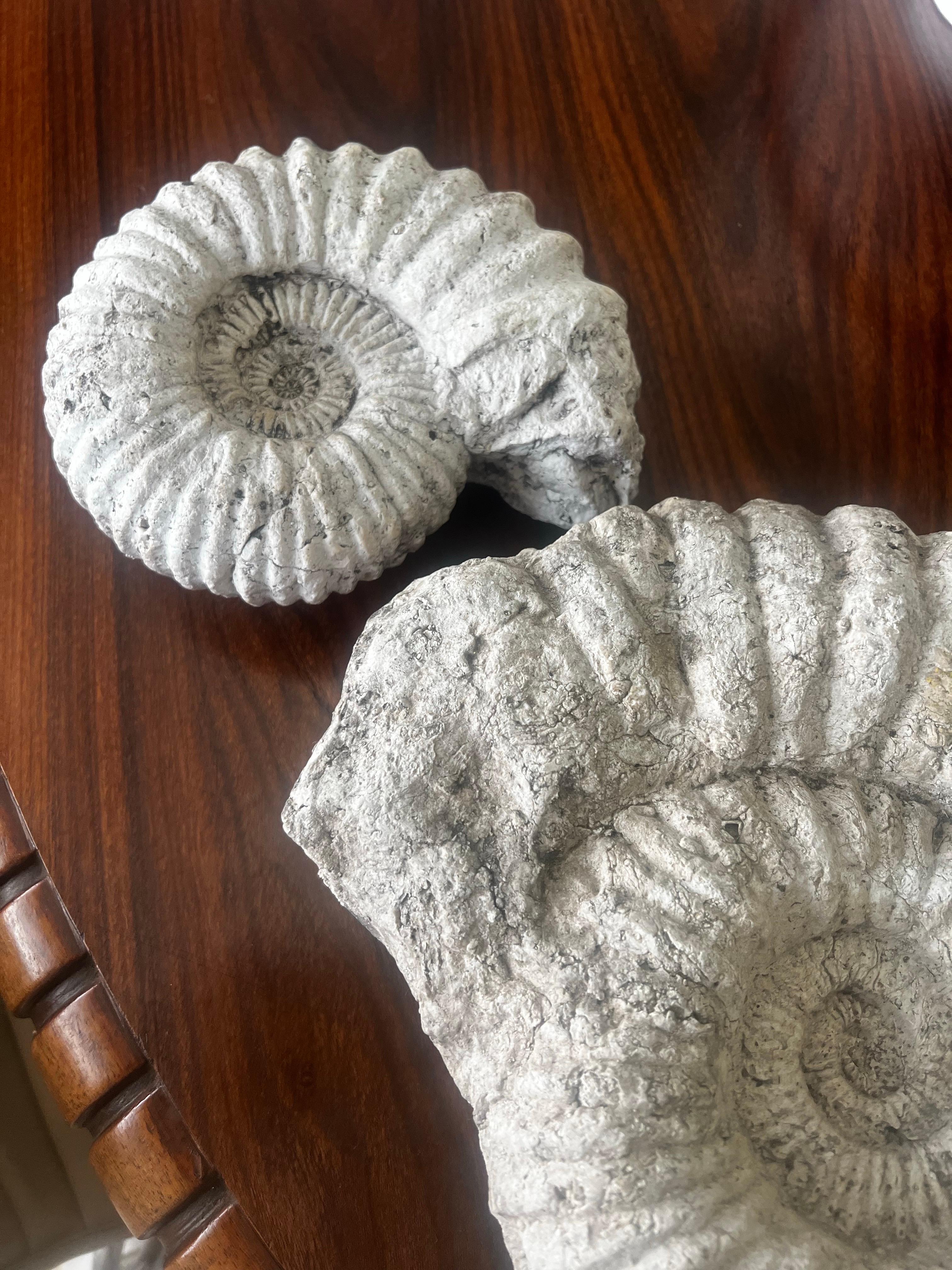 Paire de fossiles d'ammonites Bon état - En vente à Los Angeles, CA