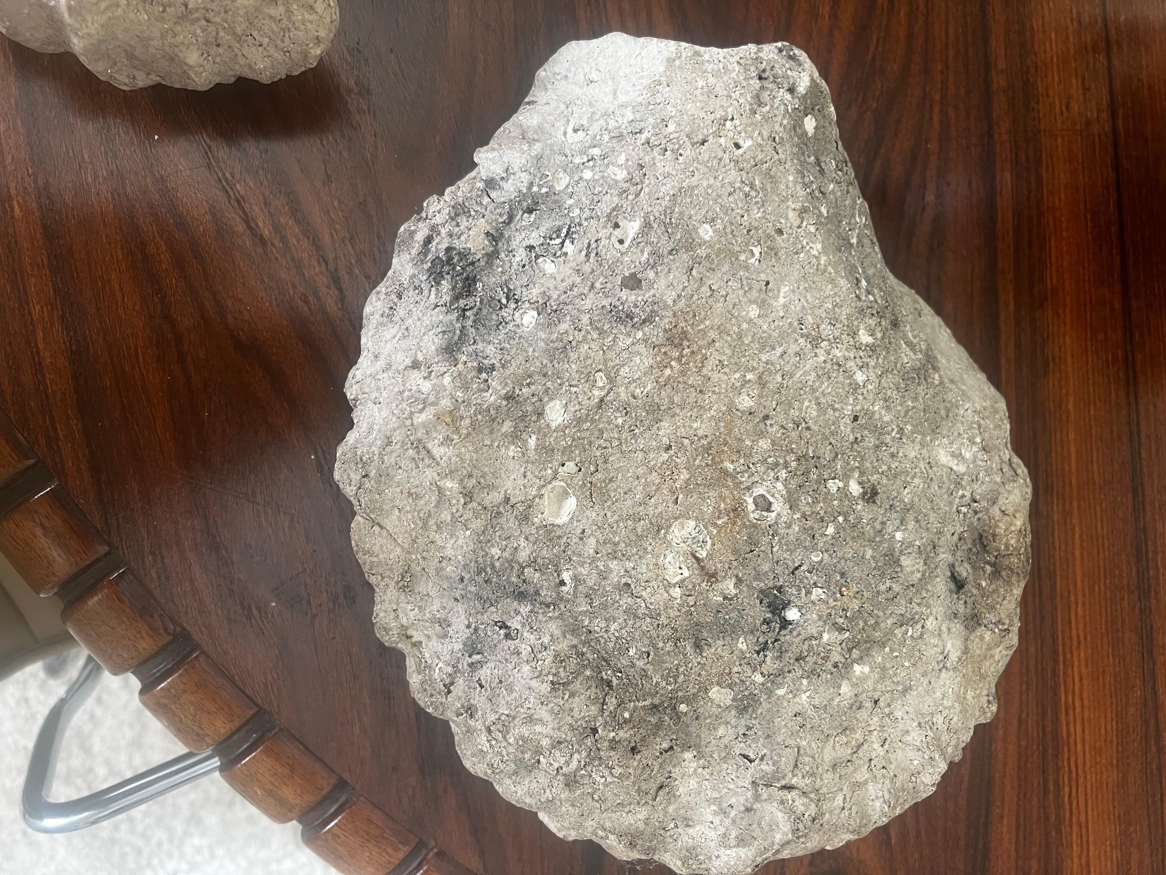 XVIIIe siècle et antérieur Paire de fossiles d'ammonites en vente
