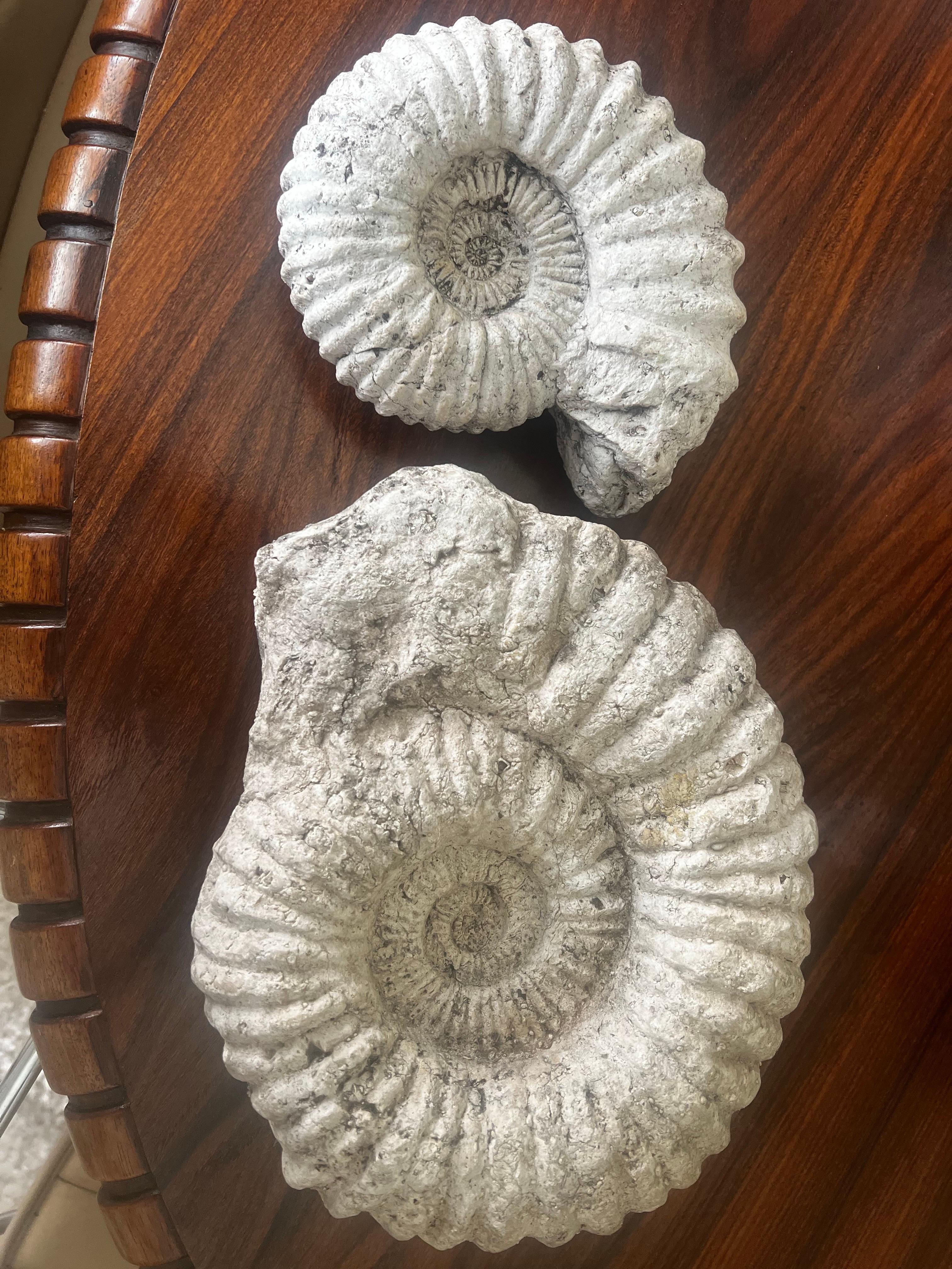 Pierre Paire de fossiles d'ammonites en vente
