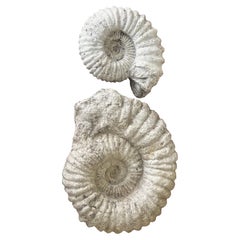 Paire de fossiles d'ammonites