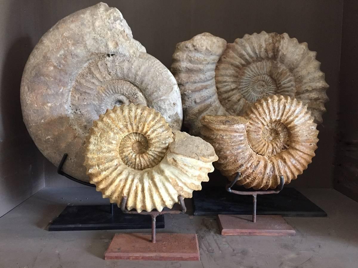 Pair of Ammonites, Ammonite Fossil 6