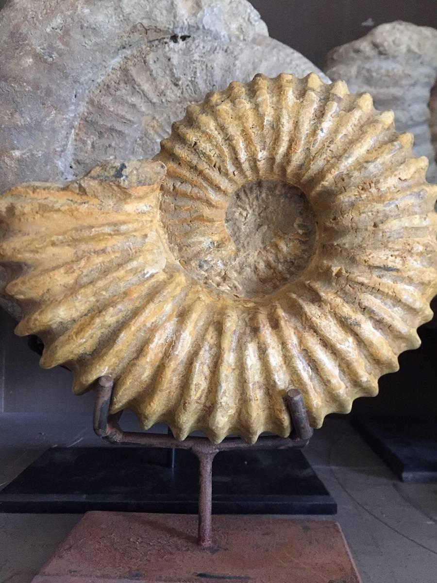 Pair of Ammonites, Ammonite Fossil 7