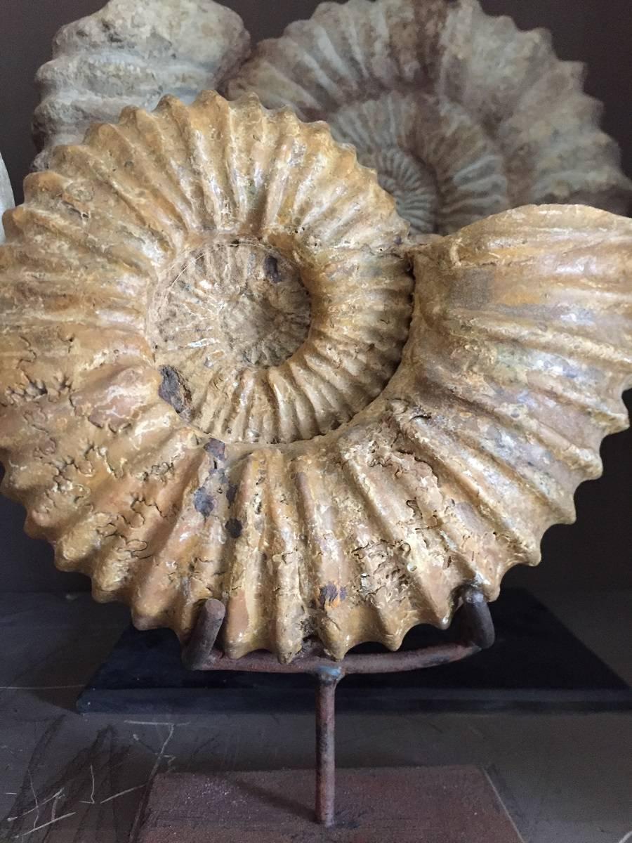 Pair of Ammonites, Ammonite Fossil 8