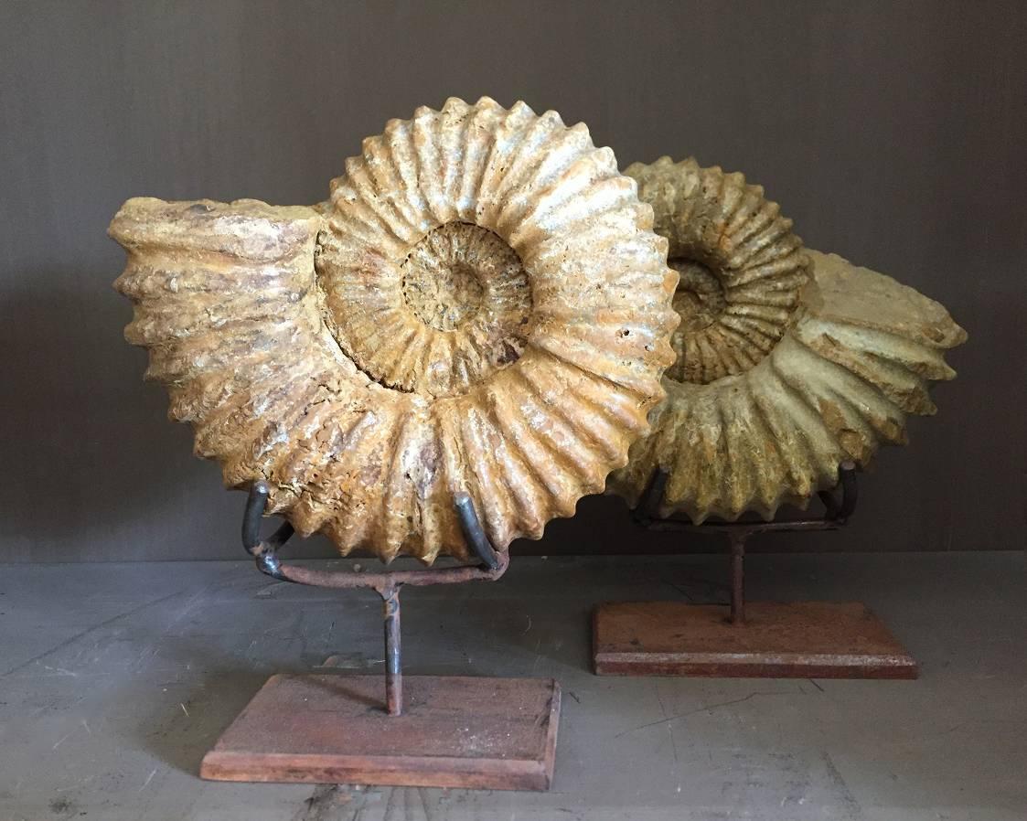 Beautifully colored pair of Ammonites. These fossiled shells used to be the home of a Prehistoric squids between 240 and 65 million years ago in the age of the dinosaurs. The name is derived from the Egyptian god Ammon which is often depicted with