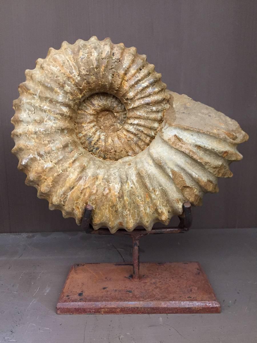 18th Century and Earlier Pair of Ammonites, Ammonite Fossil