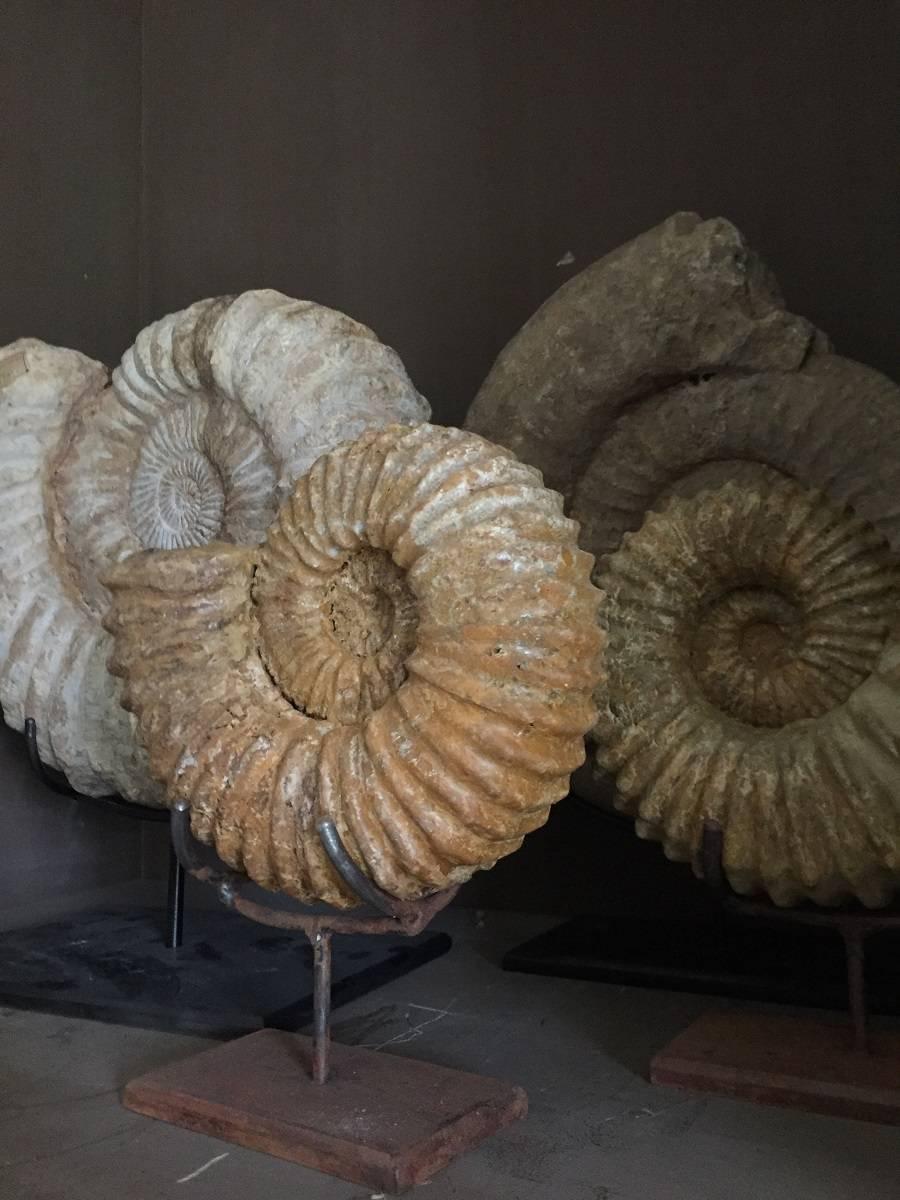 Pair of Ammonites, Ammonite Fossil 1