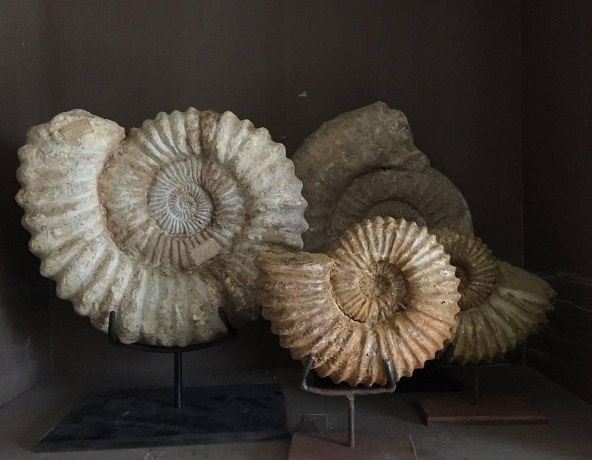 Pair of Ammonites, Ammonite Fossil 2