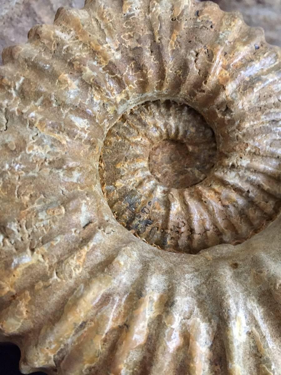 Pair of Ammonites, Ammonite Fossil 5