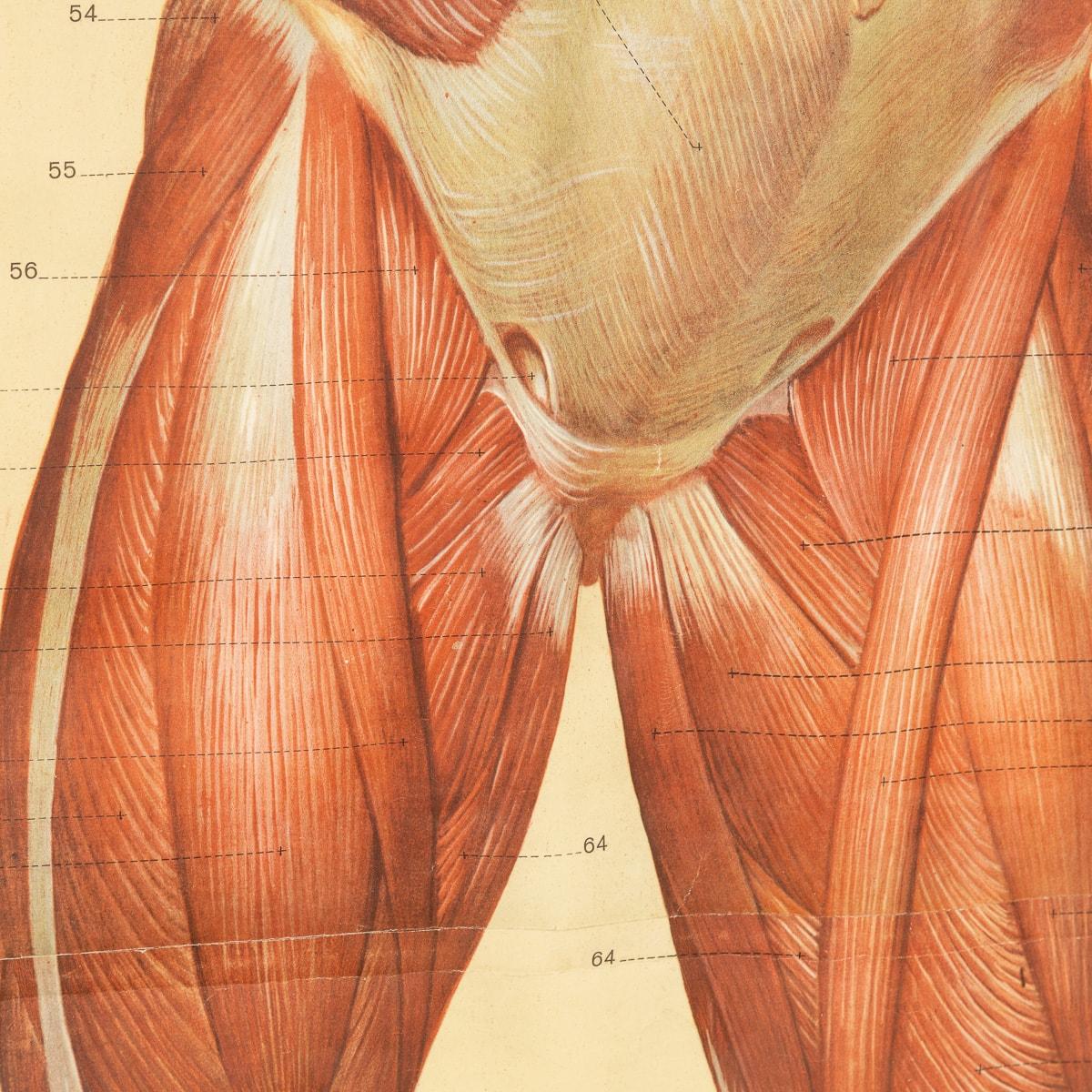 Pair of Anatomical Human Muscular Structure Charts by Tanck & Wagelin For Sale 1