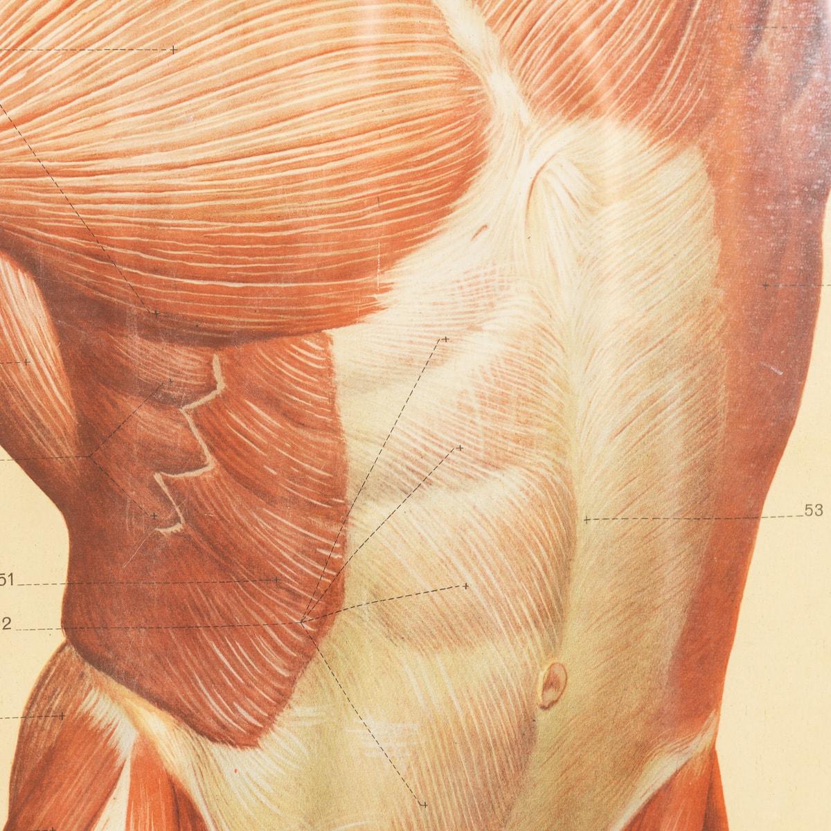Paar Anatomische menschliche Muscular Structure Charts von Tanck & Wagelin im Angebot 5