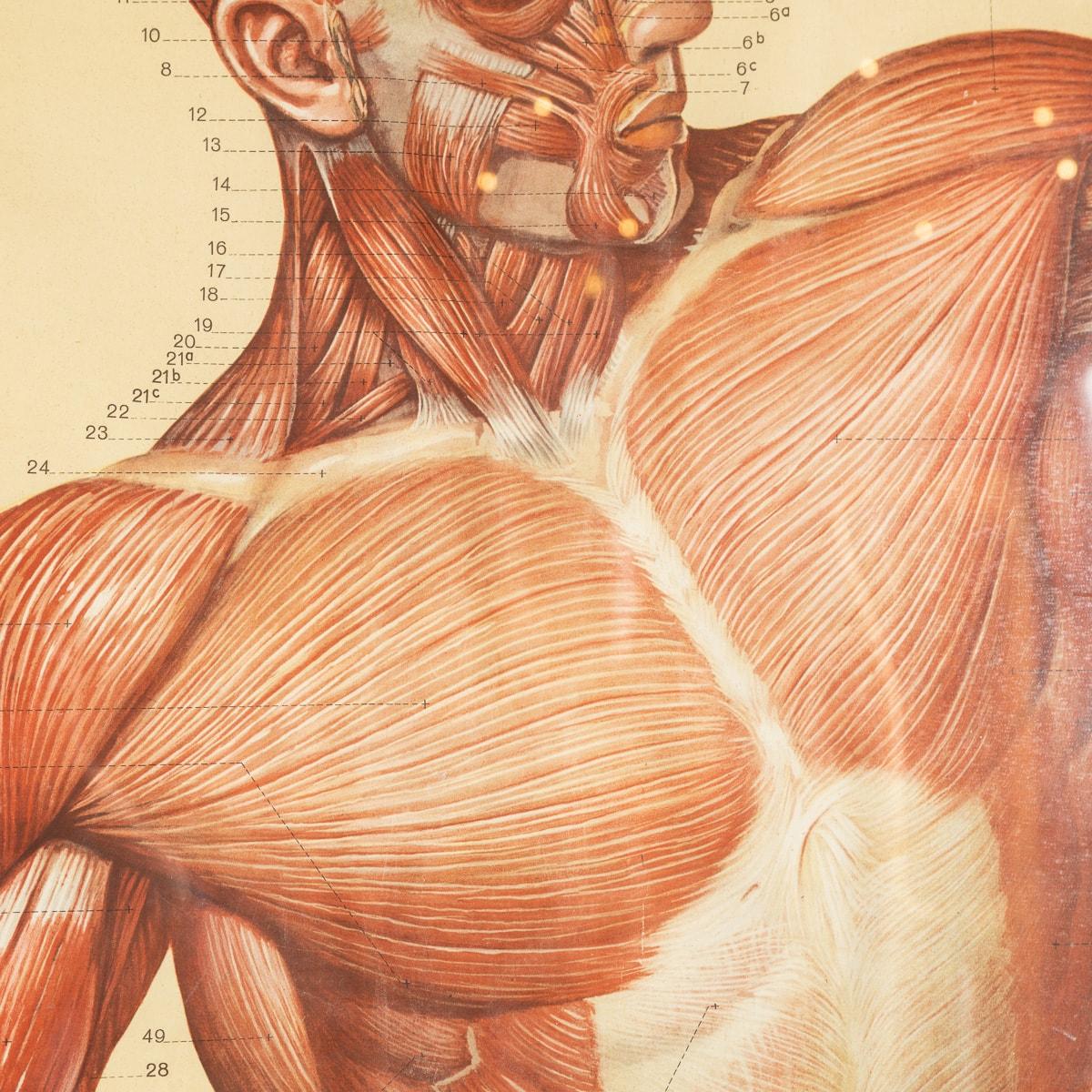 Paar Anatomische menschliche Muscular Structure Charts von Tanck & Wagelin im Angebot 6