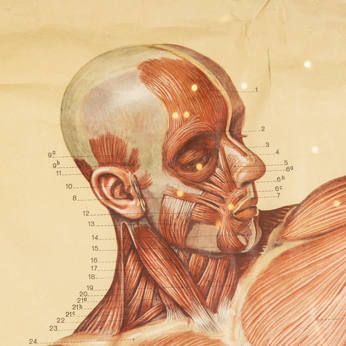 Pair of Anatomical Human Muscular Structure Charts by Tanck & Wagelin For Sale 4