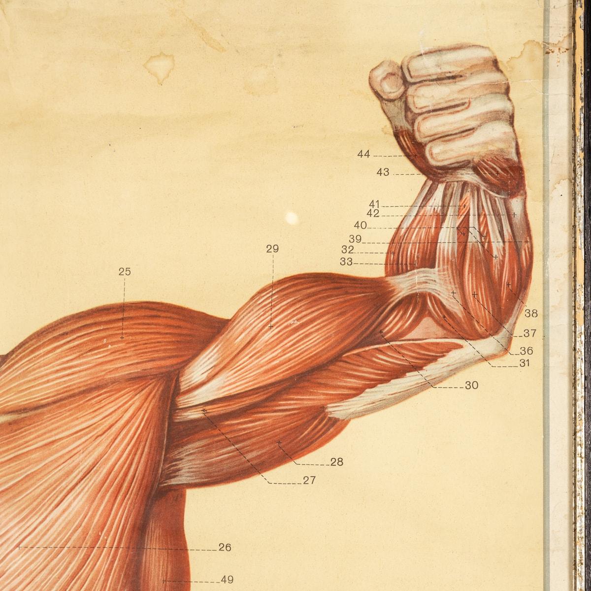 Paar Anatomische menschliche Muscular Structure Charts von Tanck & Wagelin im Angebot 12