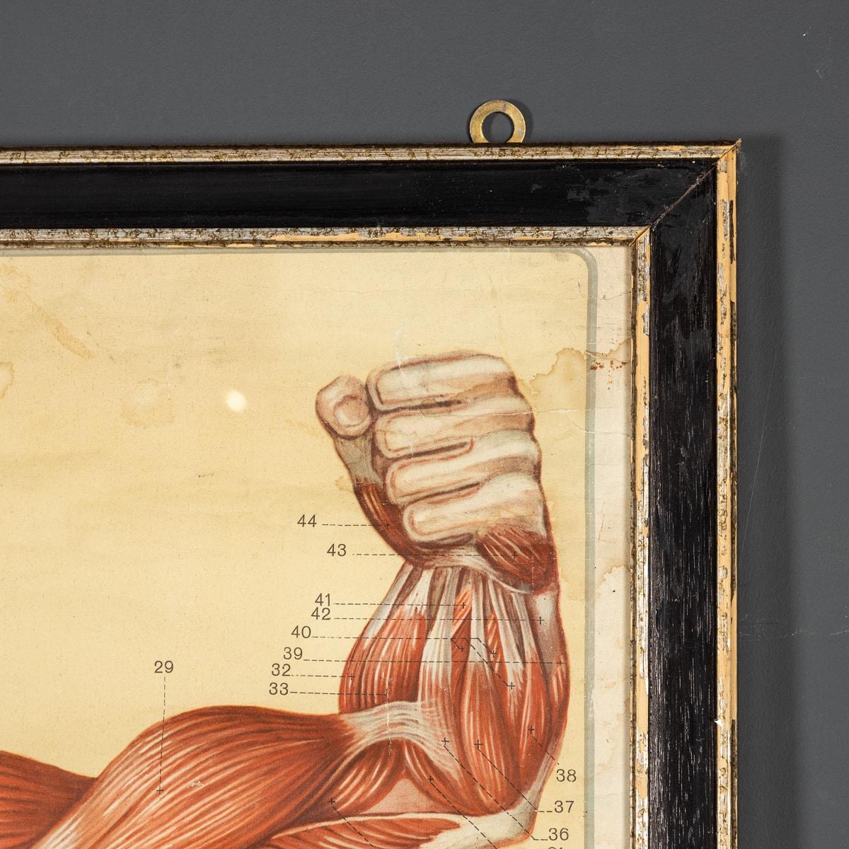 Paire de tableaux de structure musculaire humaine anatomiques par Tanck & Wagelin en vente 13