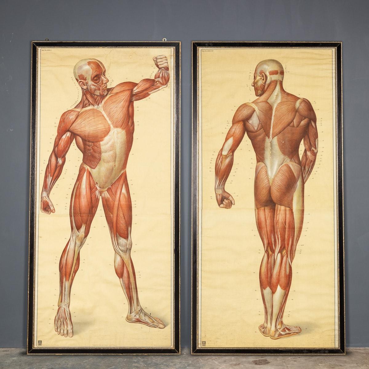 This pair of Anatomical pictures are part of a series called the Naturalien and Lehrmittel Anatomies and Biologie, by Tanck & Wegelin and considered to be the most accurate anatomical charts of their time. This pair of muscular structure charts were
