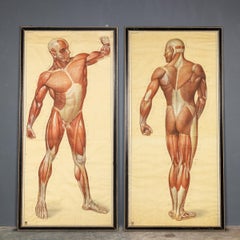 Pair of Anatomical Human Muscular Structure Charts by Tanck & Wagelin