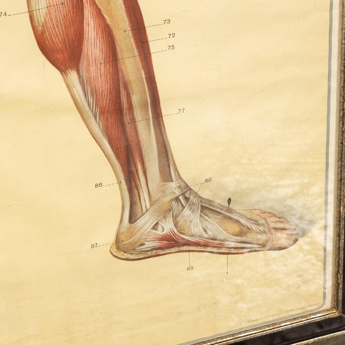 German Pair of Anatomical Human Muscular Structure Charts by Tanck & Wagelin For Sale