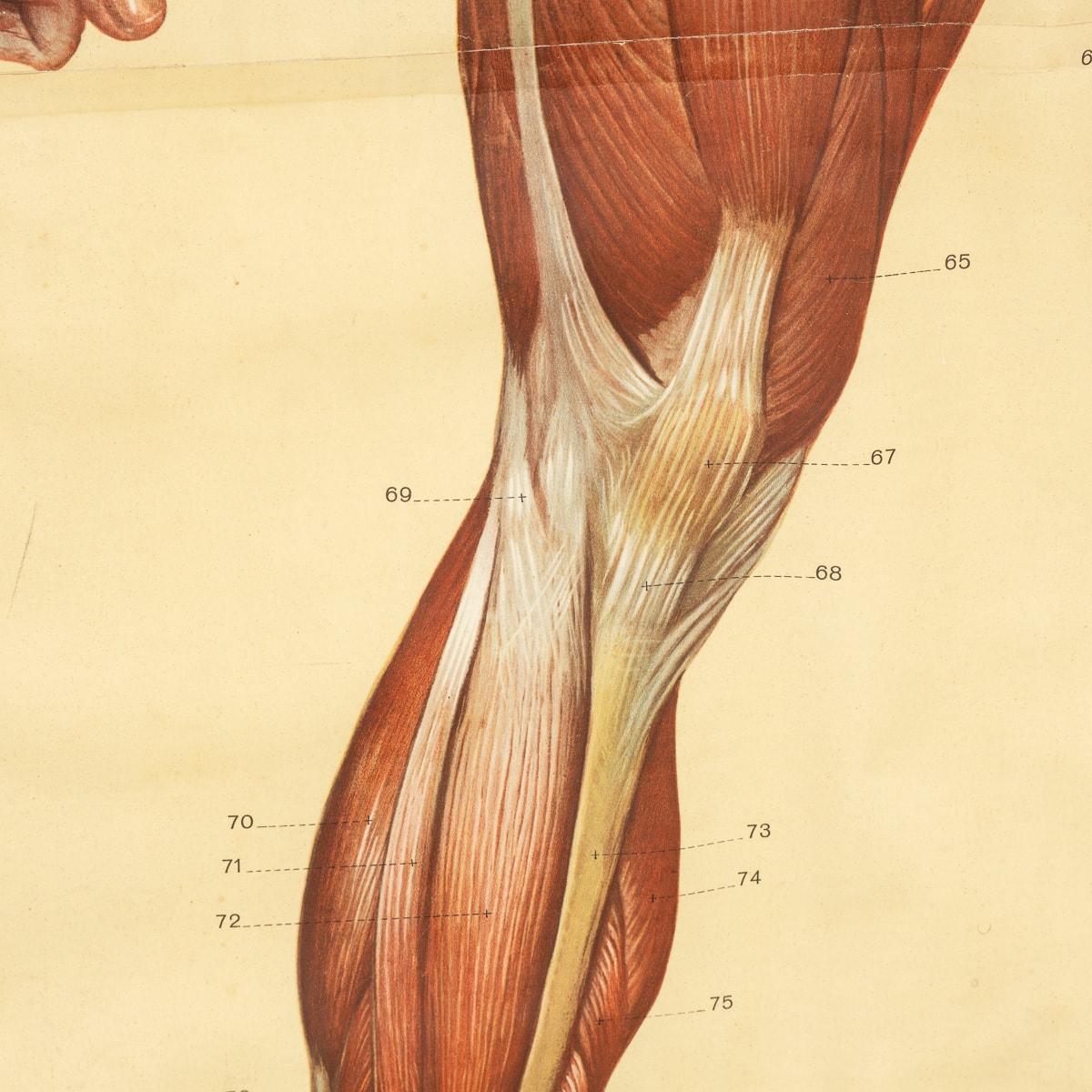 20th Century Pair of Anatomical Human Muscular Structure Charts by Tanck & Wagelin For Sale