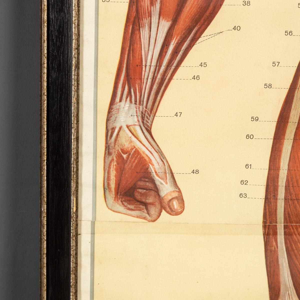 Paint Pair of Anatomical Human Muscular Structure Charts by Tanck & Wagelin For Sale