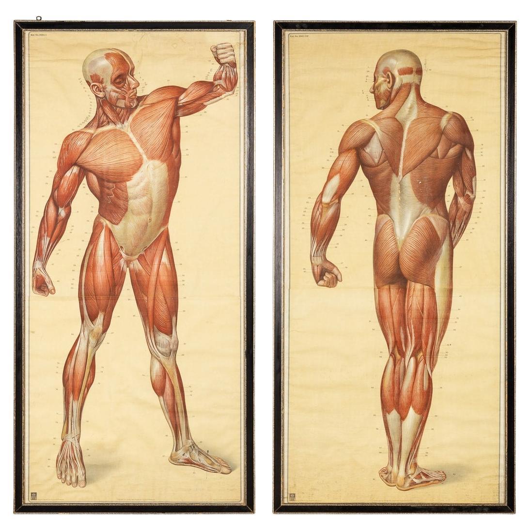 Paire de tableaux de structure musculaire humaine anatomiques par Tanck & Wagelin