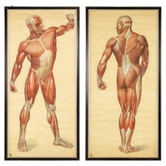 Pair of Anatomical Human Muscular Structure Charts by Tanck & Wagelin