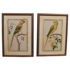 Pair of Anglo Indian Parrot Prints