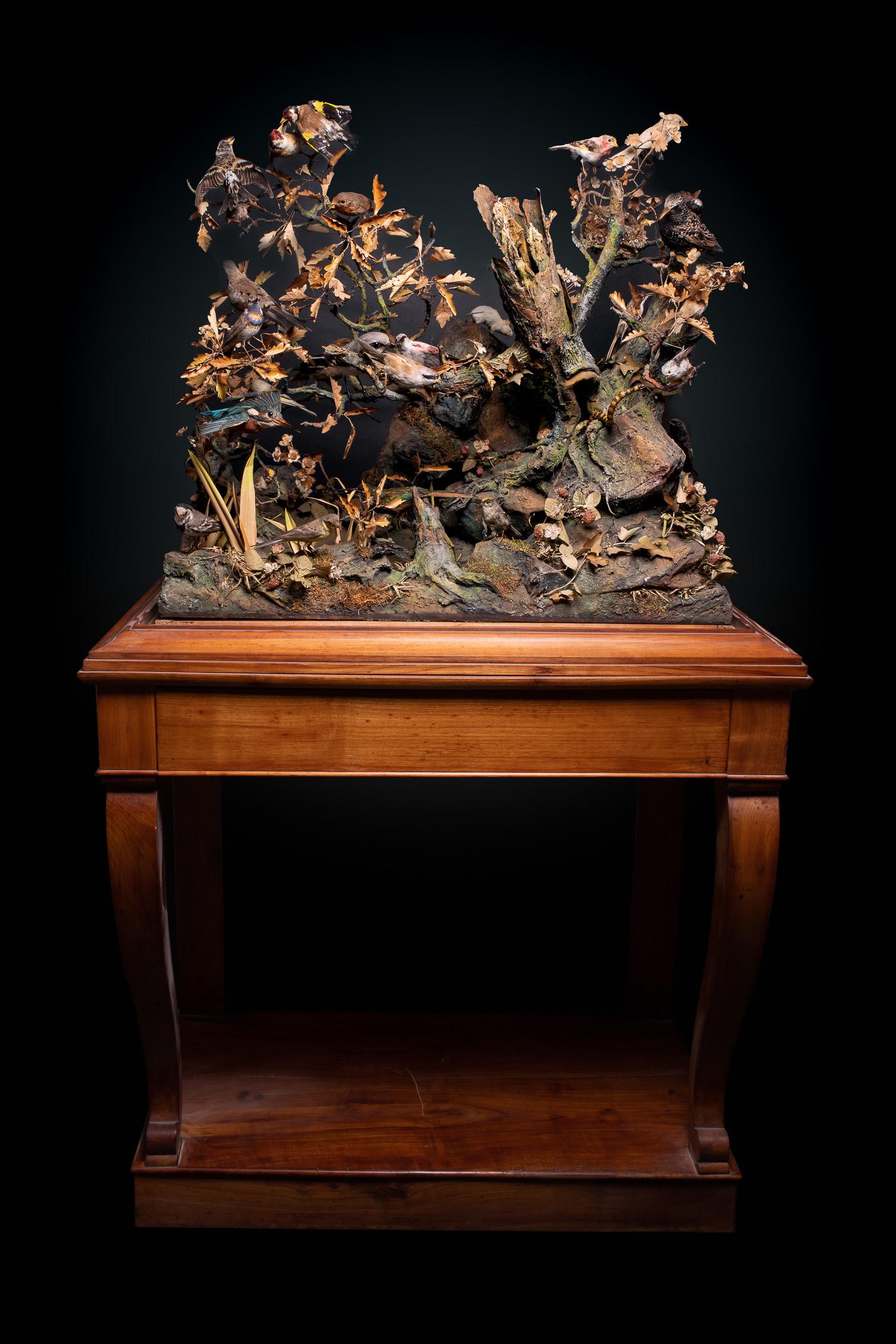 A pair of Antique 19th C French Dioramas of taxidermy birds and animals, variously perched on branches and groundwork set within their original ebonised display cabinets. Taxidermy dated before 1947 commercialised in accordance with rule n°338/97 CE