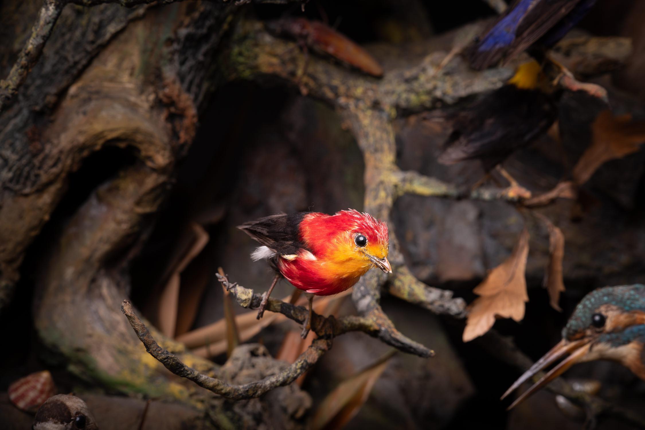 Fait main Paire d'anciens Dioramas français du 19ème siècle représentant des oiseaux et des animaux de taxidermie en vente