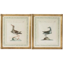 Pair of Antique Bird Lithographs in Gold Frames