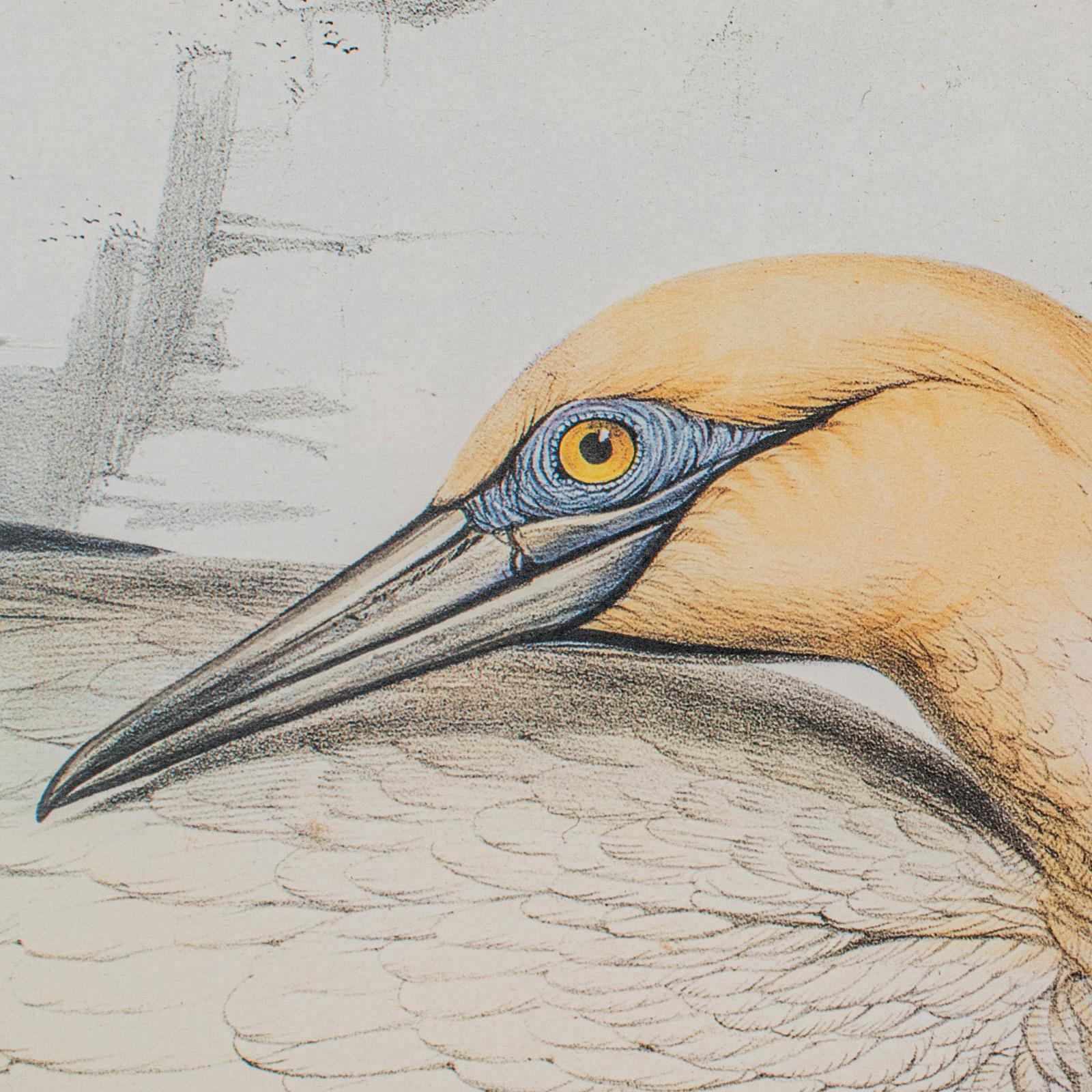Pair Of Antique Bird Prints, Englisch, Gerahmt, Kunst, Bild, Natur, Edwardian im Angebot 4