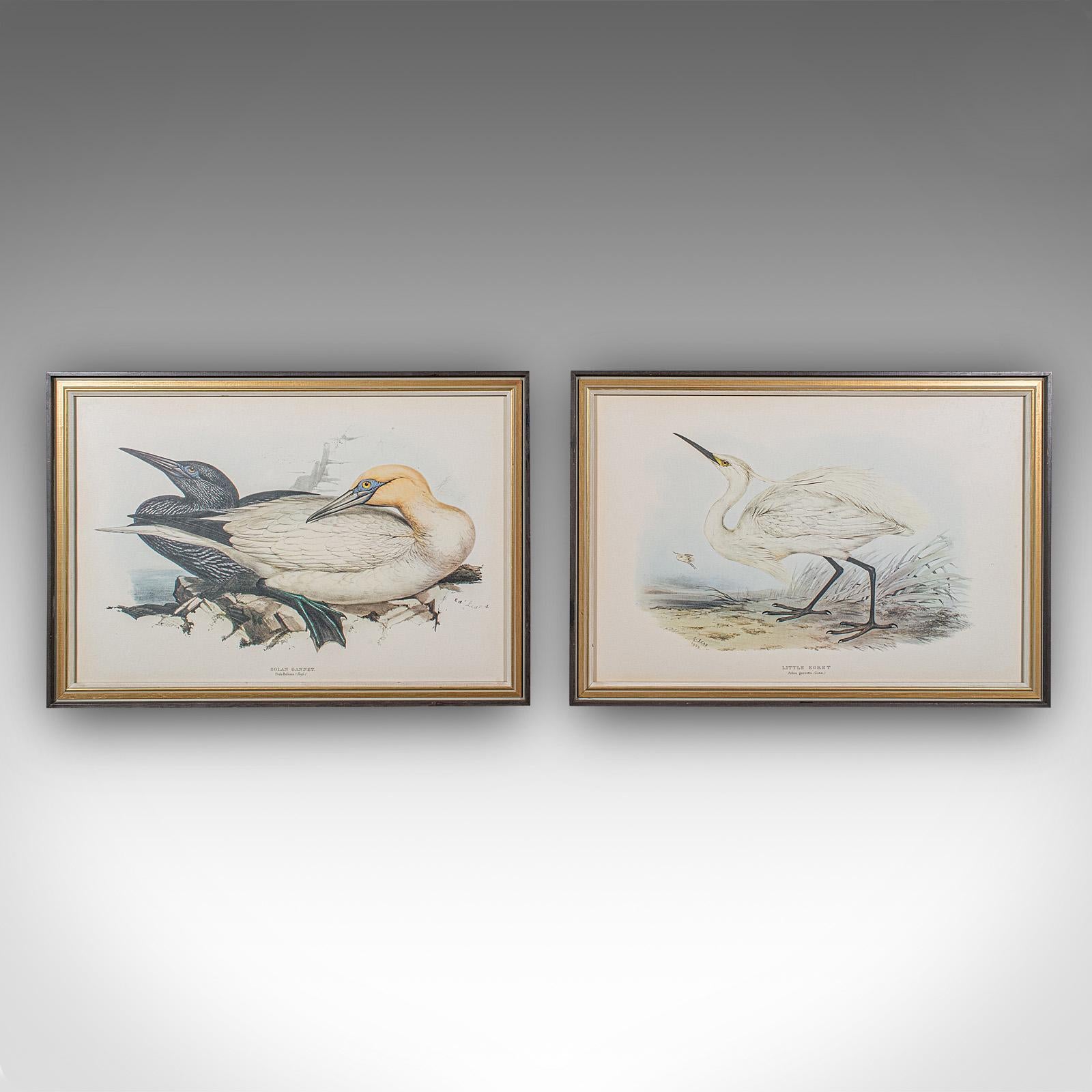 Dies ist ein Paar antiker Vogeldrucke. Eine englische, gerahmte Nature-Studie aus der Edwardianischen Zeit, um 1910.

Faszinierende Drucke, mit feinen Details und ansprechenden Farben
Mit wünschenswerter Alterspatina und in gutem