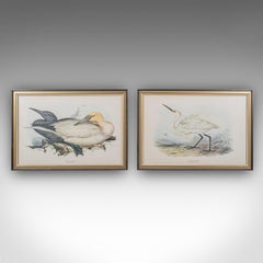 Pair Of Antique Bird Prints, English, Framed, Art, Picture, Nature, Edwardian