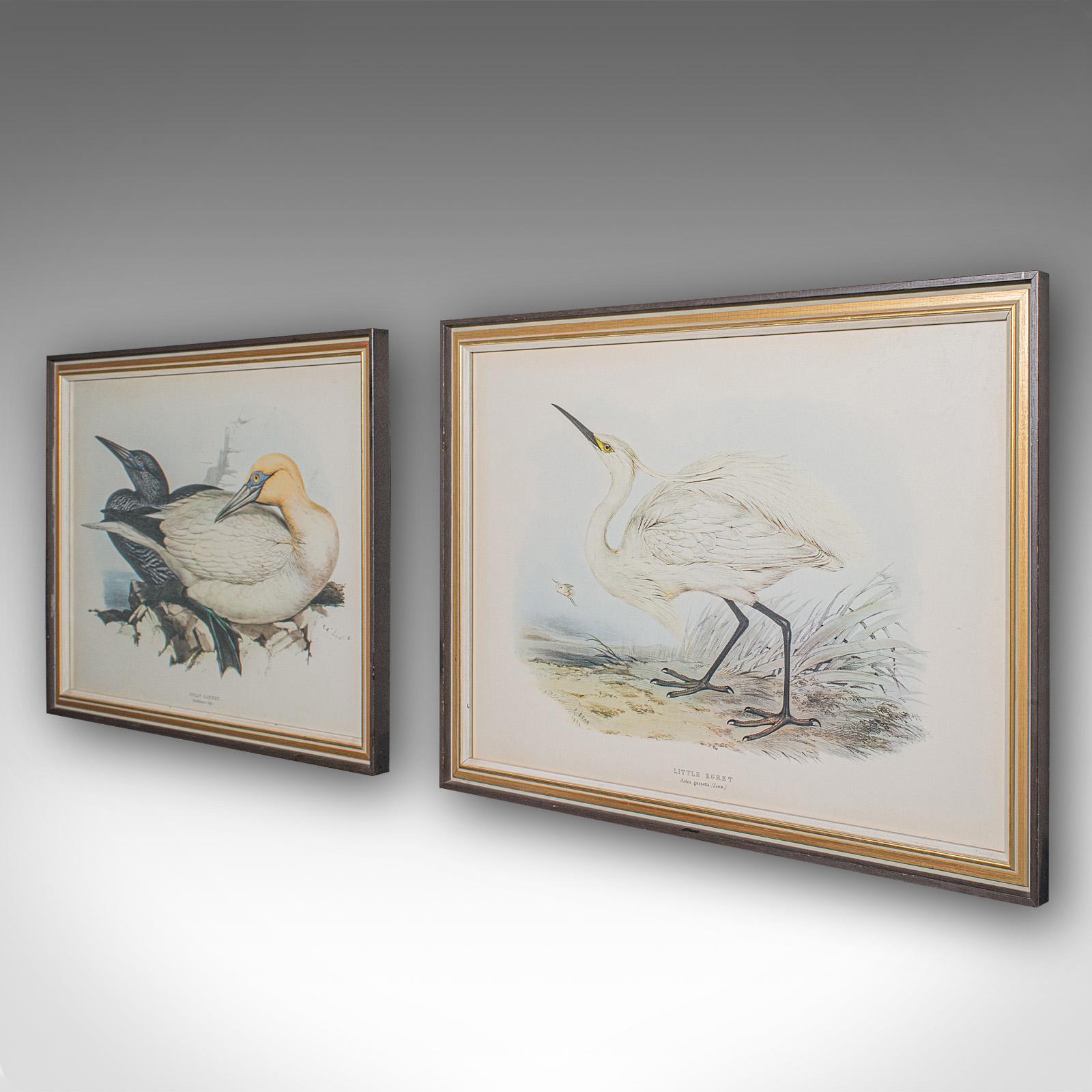 Pair Of Antique Bird Prints, Englisch, Gerahmt, Kunst, Bild, Natur, Edwardian (Britisch) im Angebot
