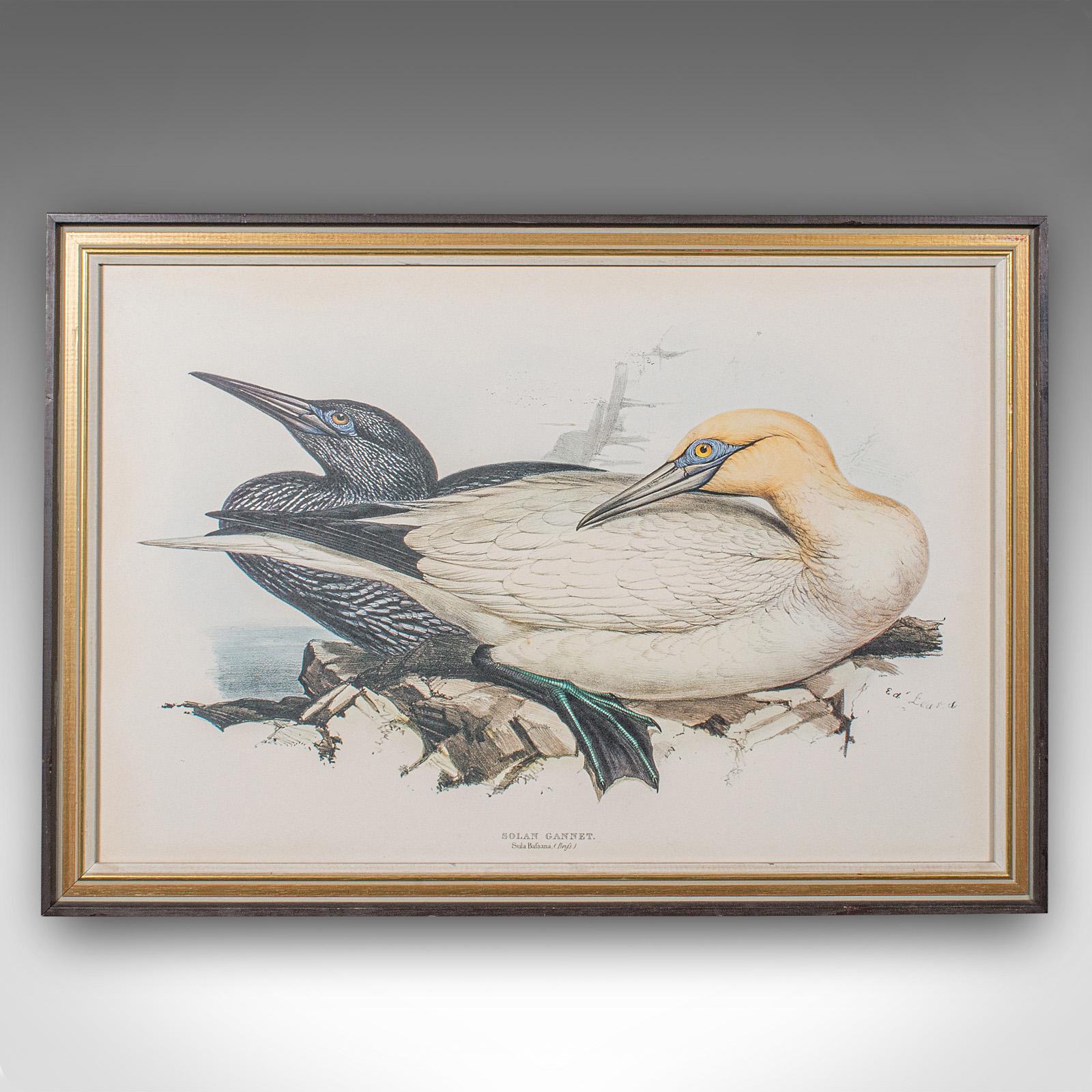 Pair Of Antique Bird Prints, Englisch, Gerahmt, Kunst, Bild, Natur, Edwardian im Zustand „Gut“ im Angebot in Hele, Devon, GB