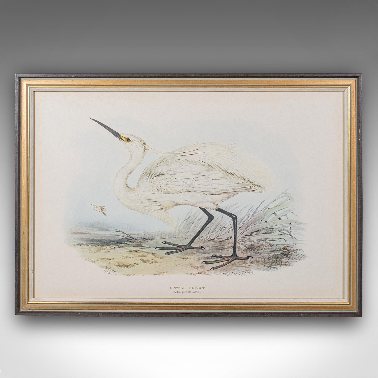 Pair Of Antique Bird Prints, Englisch, Gerahmt, Kunst, Bild, Natur, Edwardian (20. Jahrhundert) im Angebot