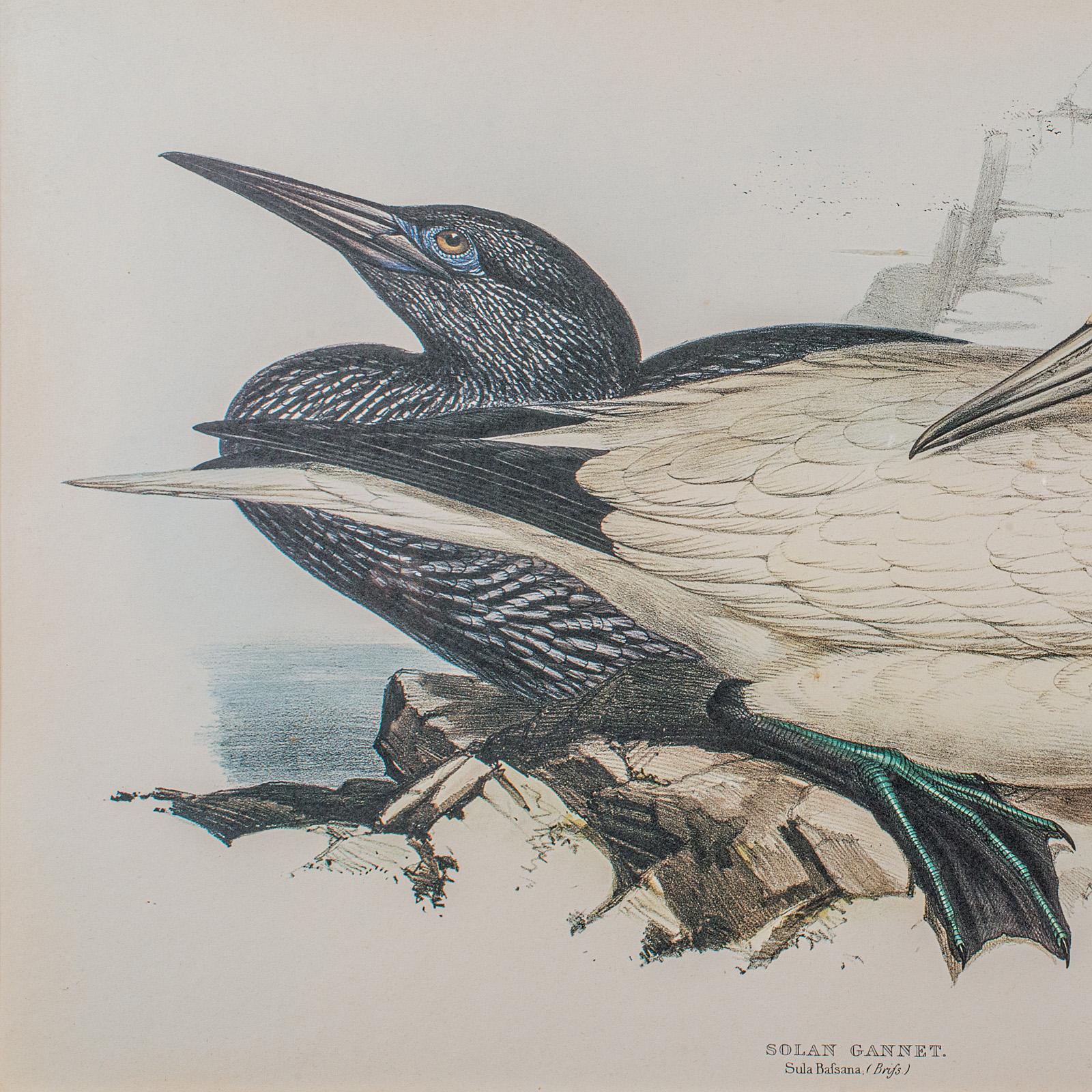 Pair Of Antique Bird Prints, Englisch, Gerahmt, Kunst, Bild, Natur, Edwardian (Glas) im Angebot