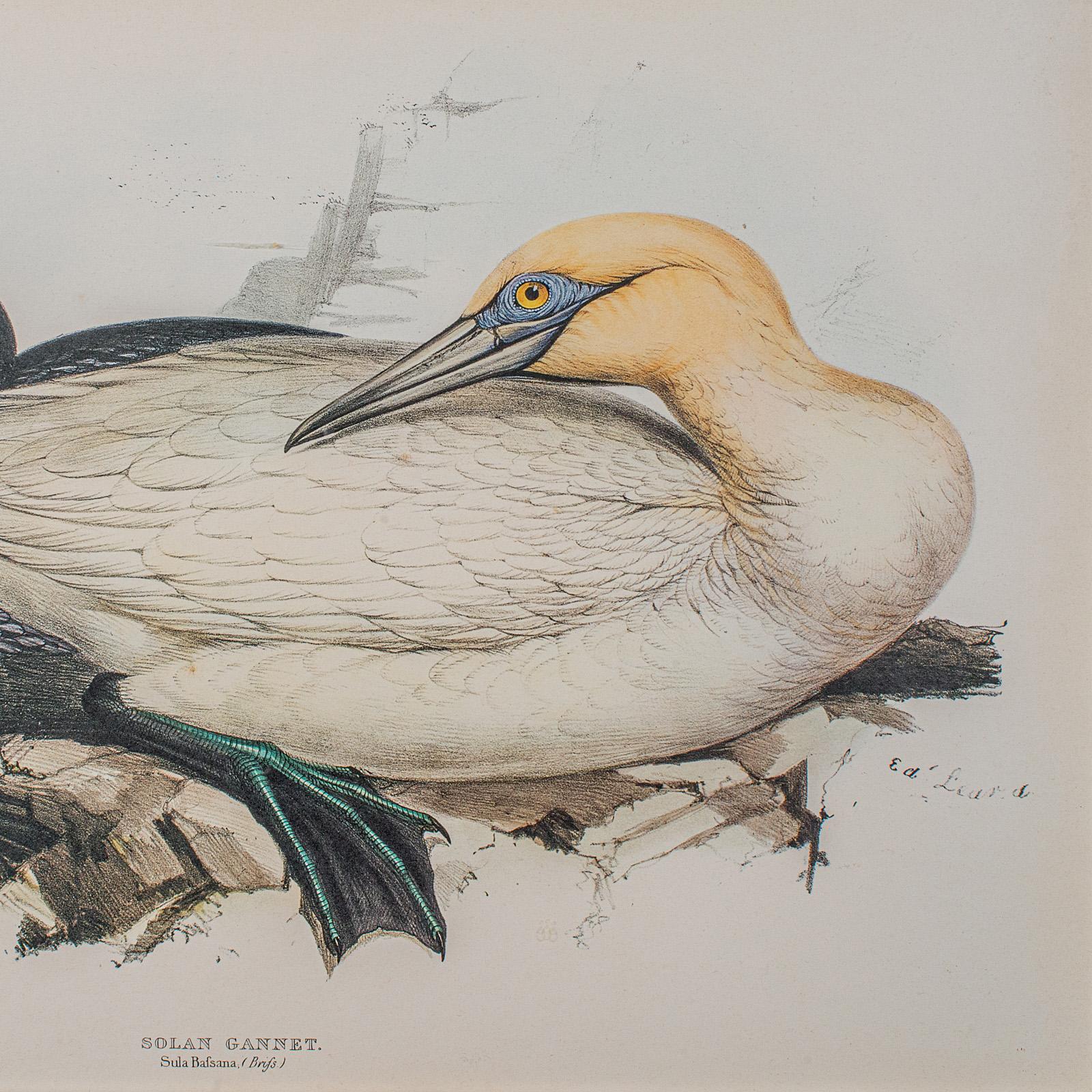 Pair Of Antique Bird Prints, Englisch, Gerahmt, Kunst, Bild, Natur, Edwardian im Angebot 1