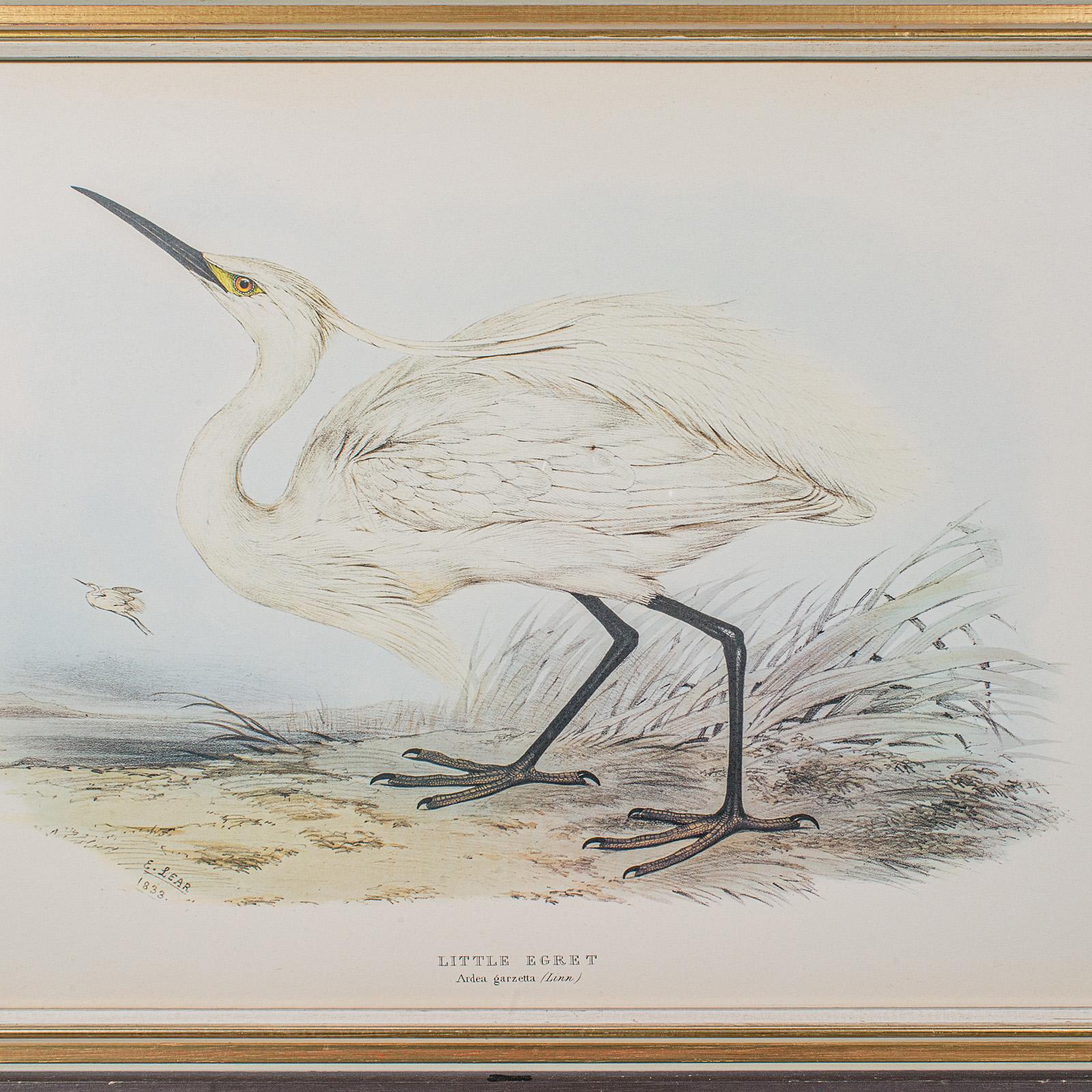 Pair Of Antique Bird Prints, Englisch, Gerahmt, Kunst, Bild, Natur, Edwardian im Angebot 2